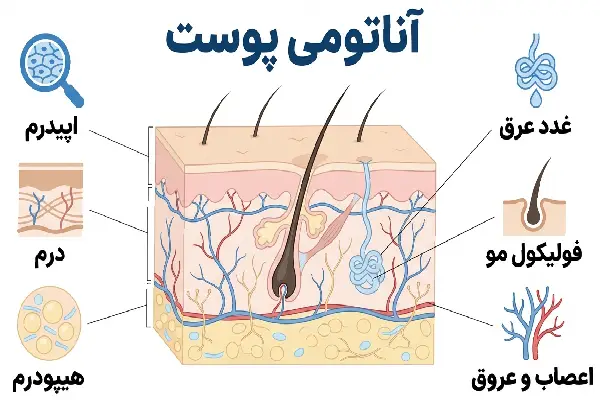 New Project (17) آناتومی پوست