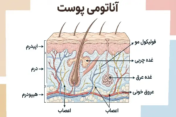 New Project (24) آناتومی پوست