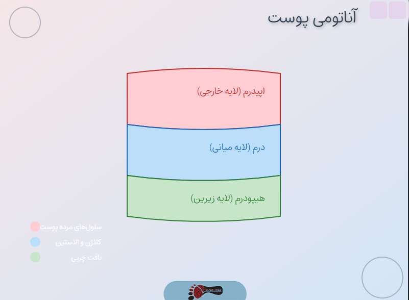 آناتومی پوست