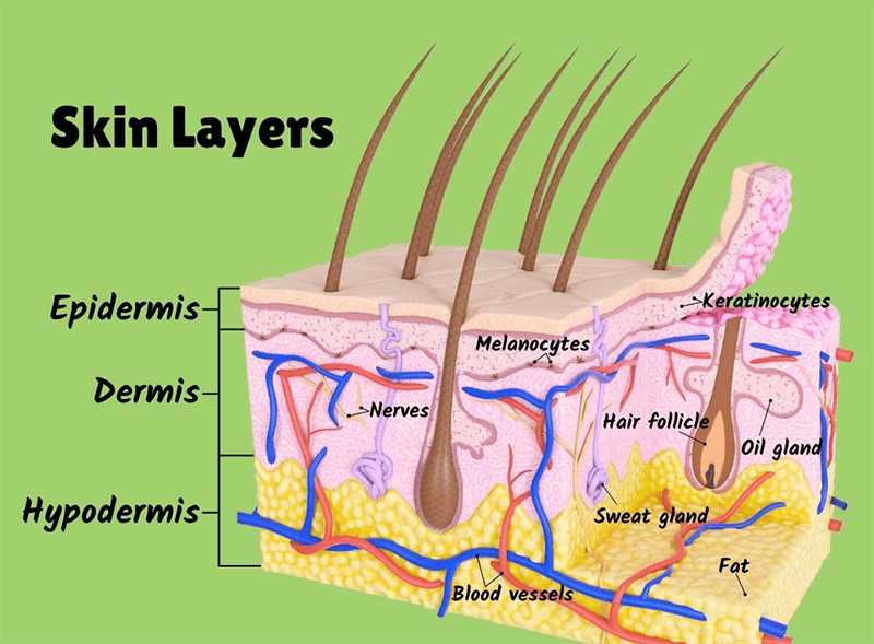 آناتومی پوست