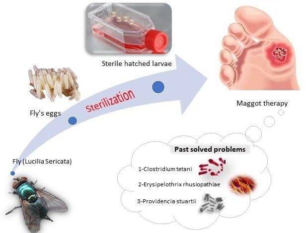 ماگوت تراپی (لارو درمانی)، پاکسازی زخم با لاروهای پزشکی 🐛